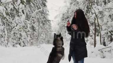 一个美丽的女孩喂养西伯利亚<strong>哈士奇</strong>的自然，并从事<strong>培训</strong>。 狗在前爪上跳到胸前